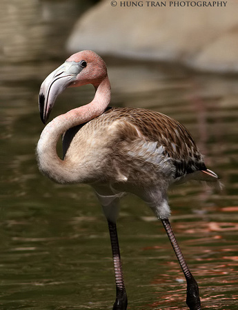 5) Baby Flamingo.