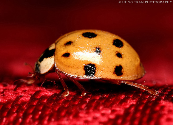 1) Ladybug on a red table cloth.
